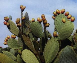 Barbary figs, sweet and rich in vitamins
