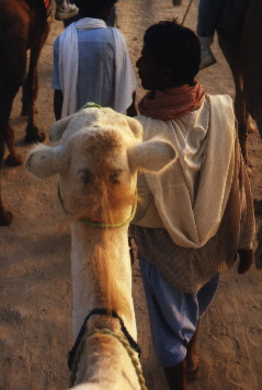 In the sand desert