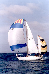 Die Southern Barracuda