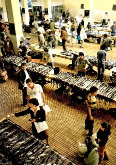 Fischmark, Strumpfbandfische