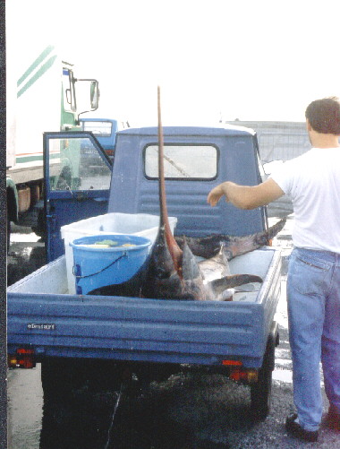 Schwertfischtransport